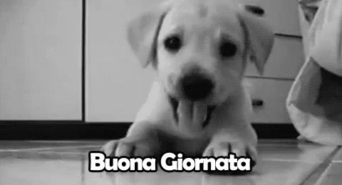 Buona Giornata Buon Giorno Cagnolino Labrador GIF